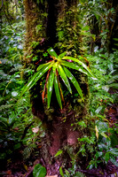 Epiphyte on tree in Monte Verde