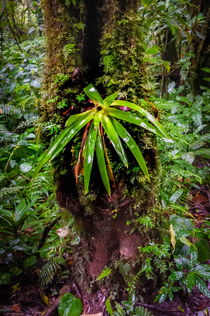 Epiphyte on tree in Monte Verde