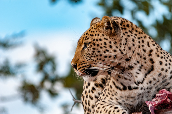 leopard profile